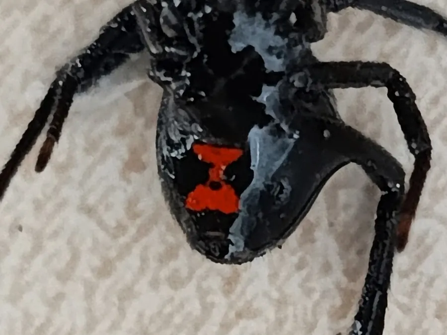 A black widow spider showing its red hourglass marking