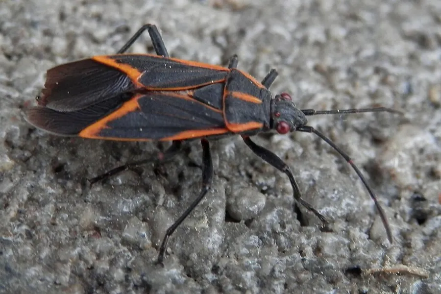 A boxelder bug