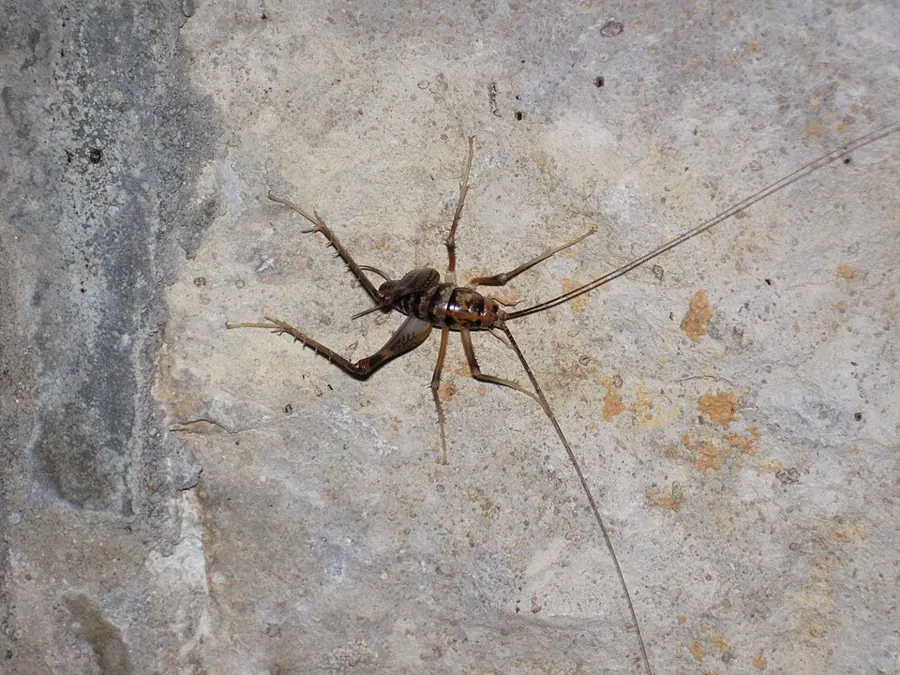A camel cricket on a wall
