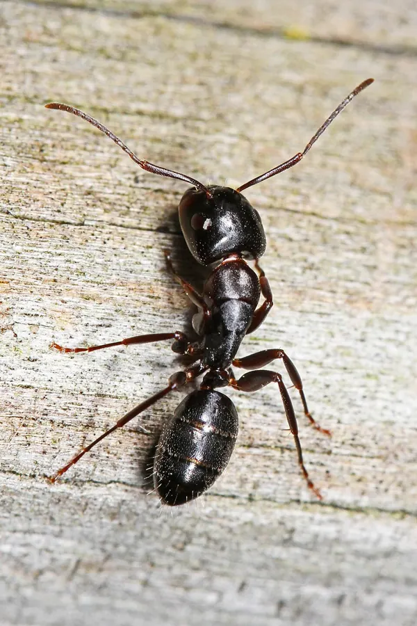 A black carpenter ant on wood