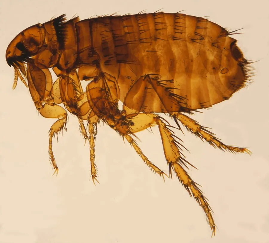 A cat flea under magnification