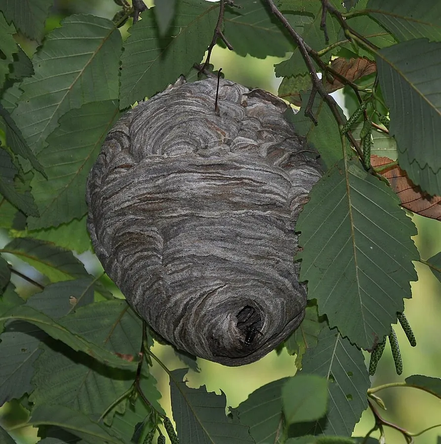 A bald-faced hornet nest hanging in a tree