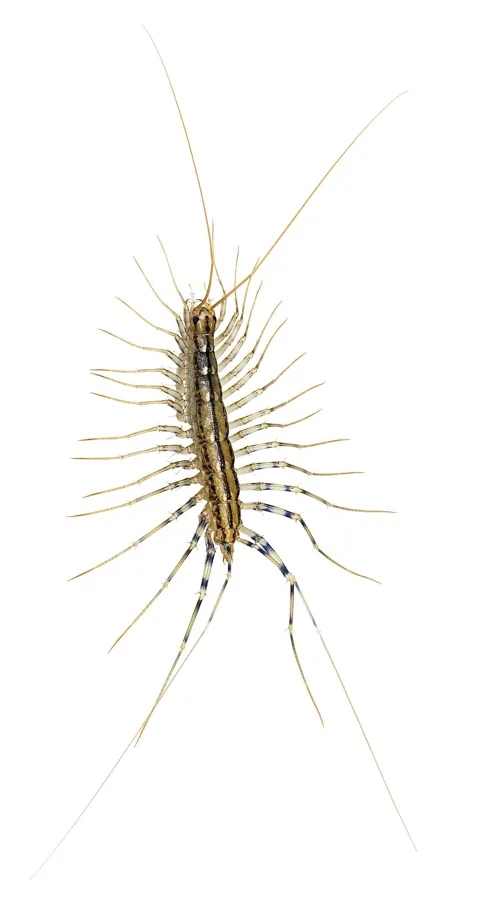 A house centipede