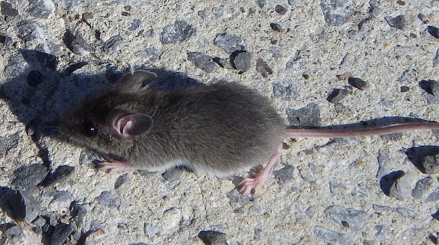 A house mouse