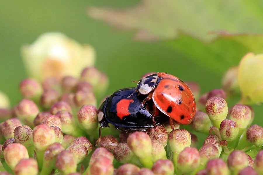 Multicolored Asian lady beetles
