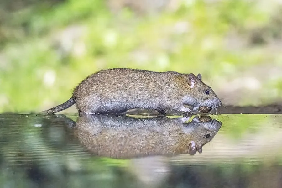 A brown (Norway) rat