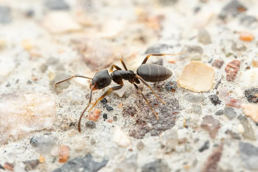 An odorous house ant
