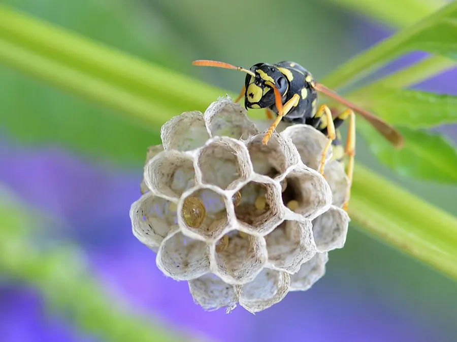 A paper wasp on its open-comb nest