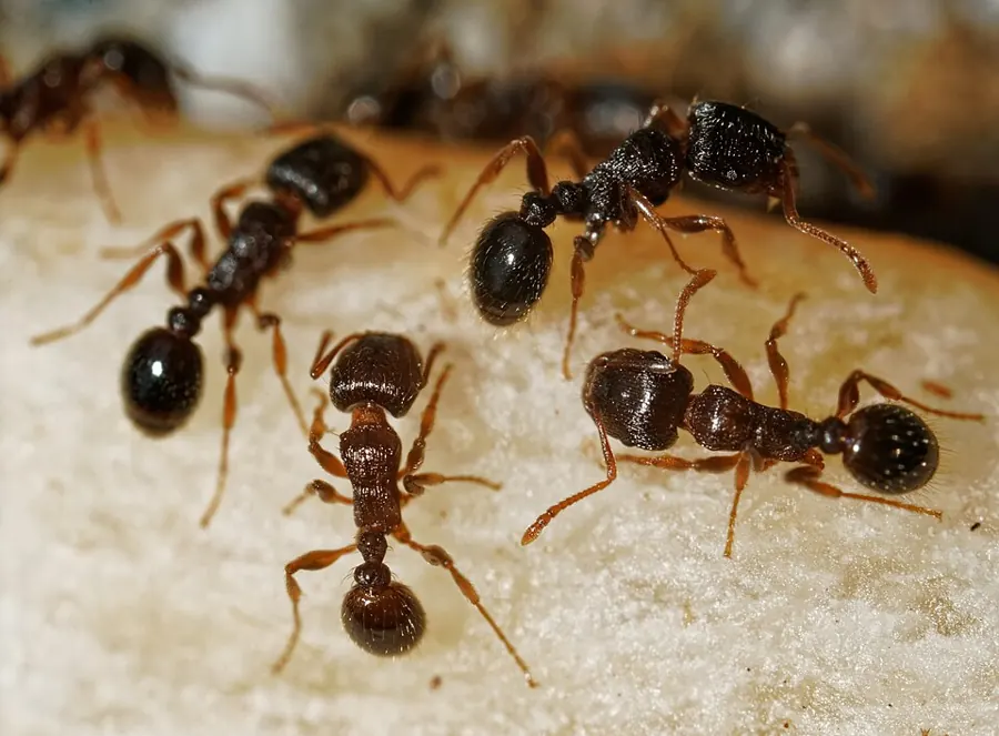 Pavement ants