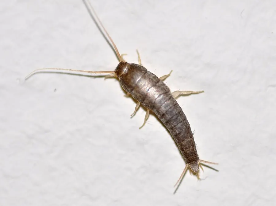 A silverfish