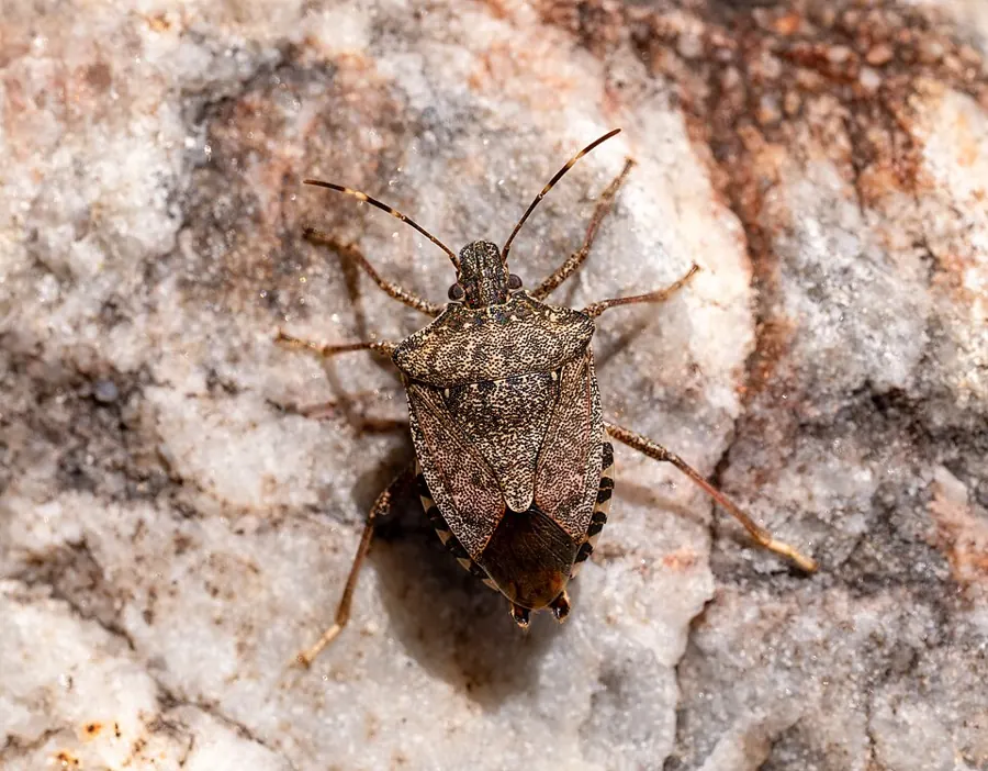 A brown marmorated stink bug on a wall