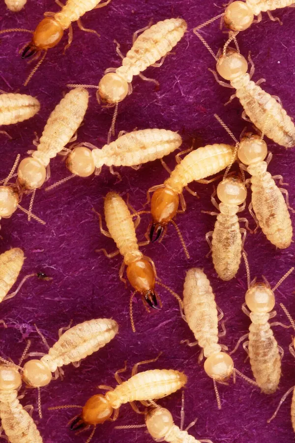Termites in Delaware: Signs, Swarmers and Treatment | Wolfe