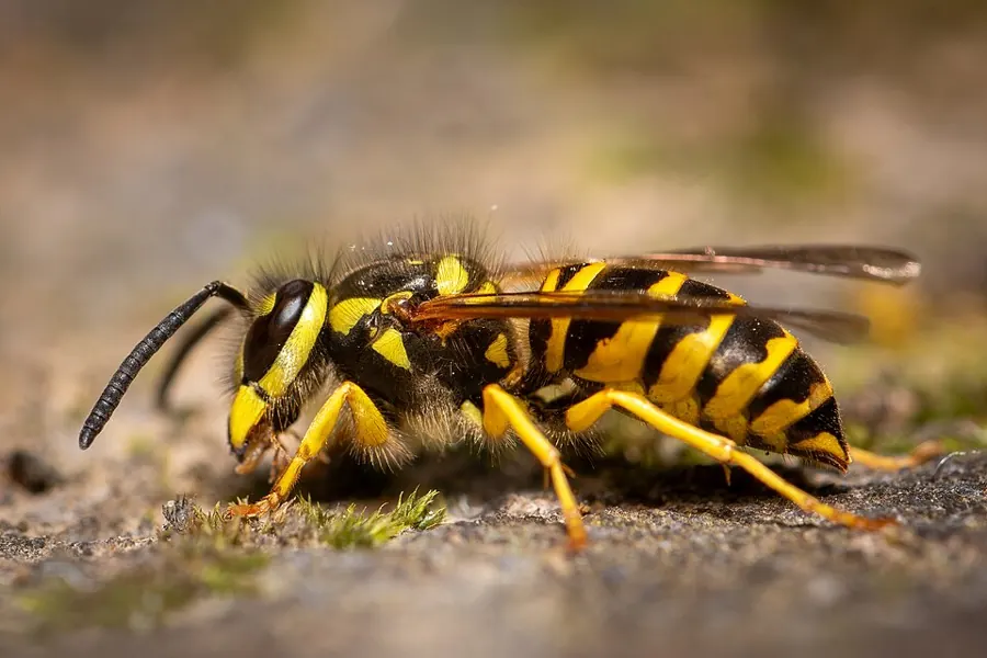 An eastern yellowjacket
